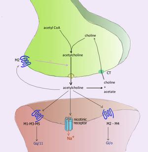 Physiology, Acetylcholine .